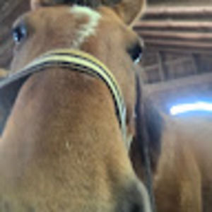 Meet your Posher, Cheyenne